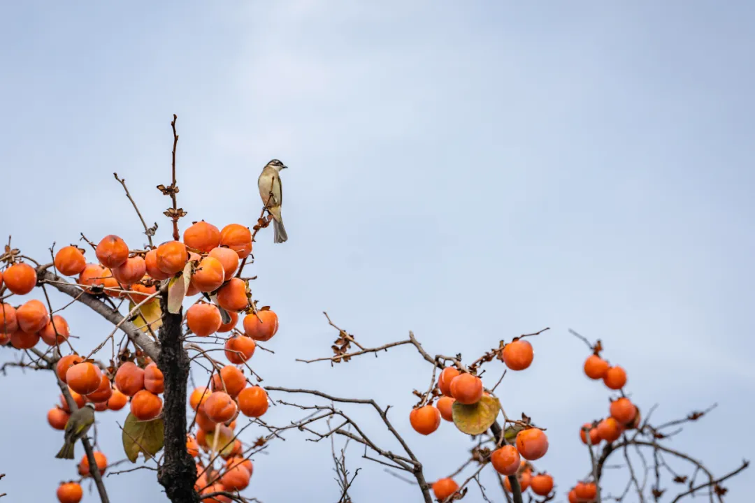 1734338696175635.jpg 1734338679904.jpg