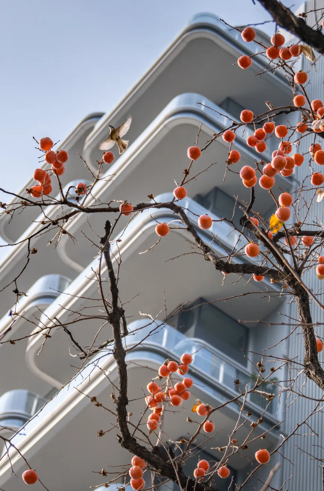 1734339501153549.jpg 1734339431740.jpg