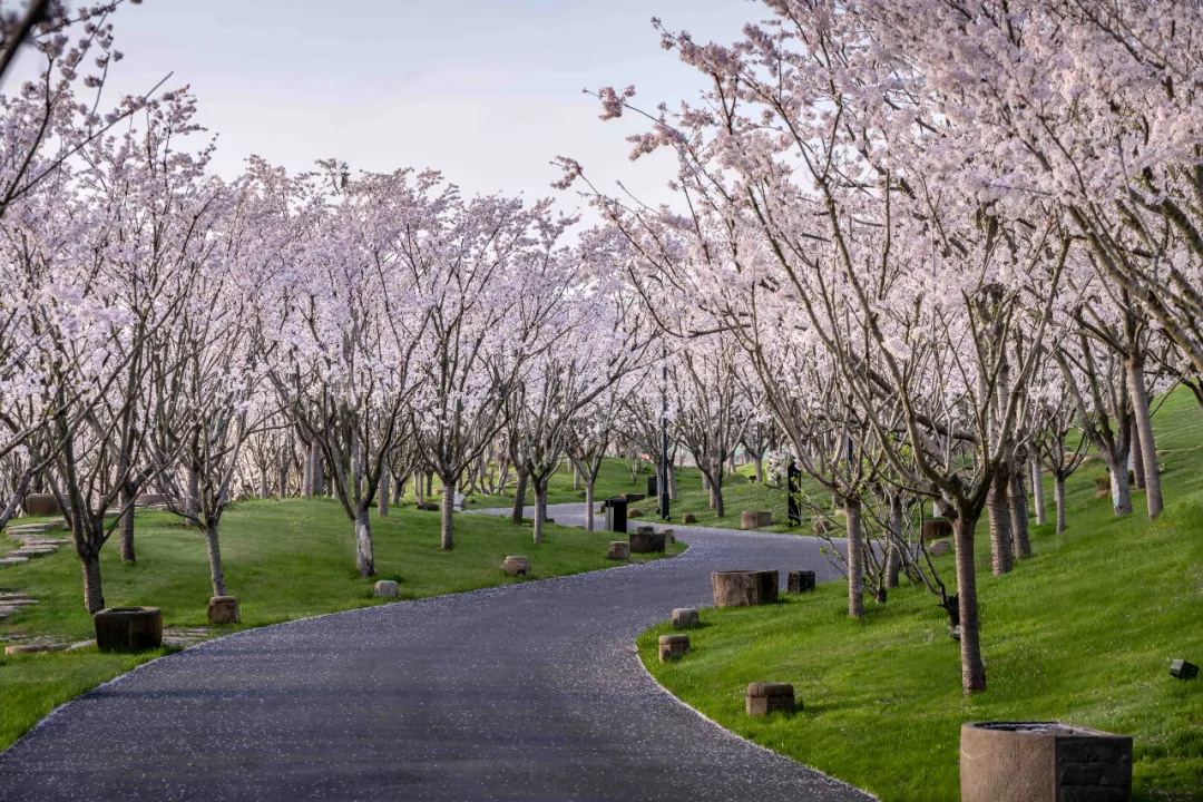 1734661590977875.jpg 1734661437873.jpg