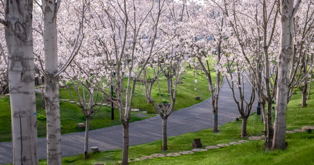 1734661595101901.jpg 1734661441322.jpg