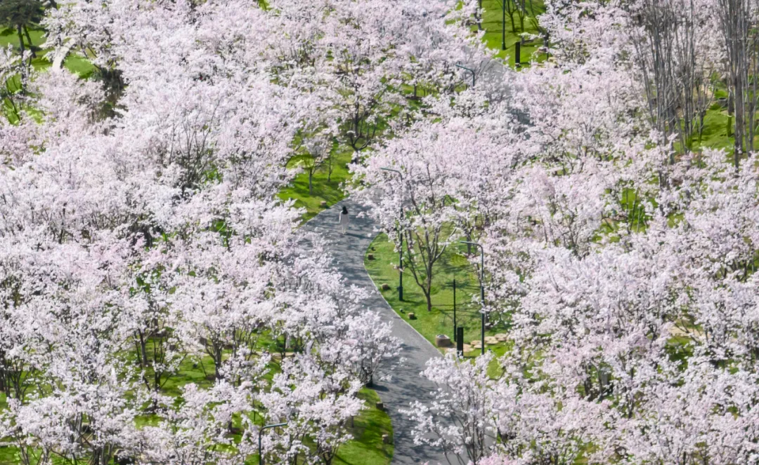 1734661599135841.jpg 1734661445584.jpg