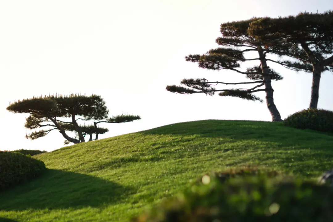 1734661614198494.jpg 1734661447982.jpg