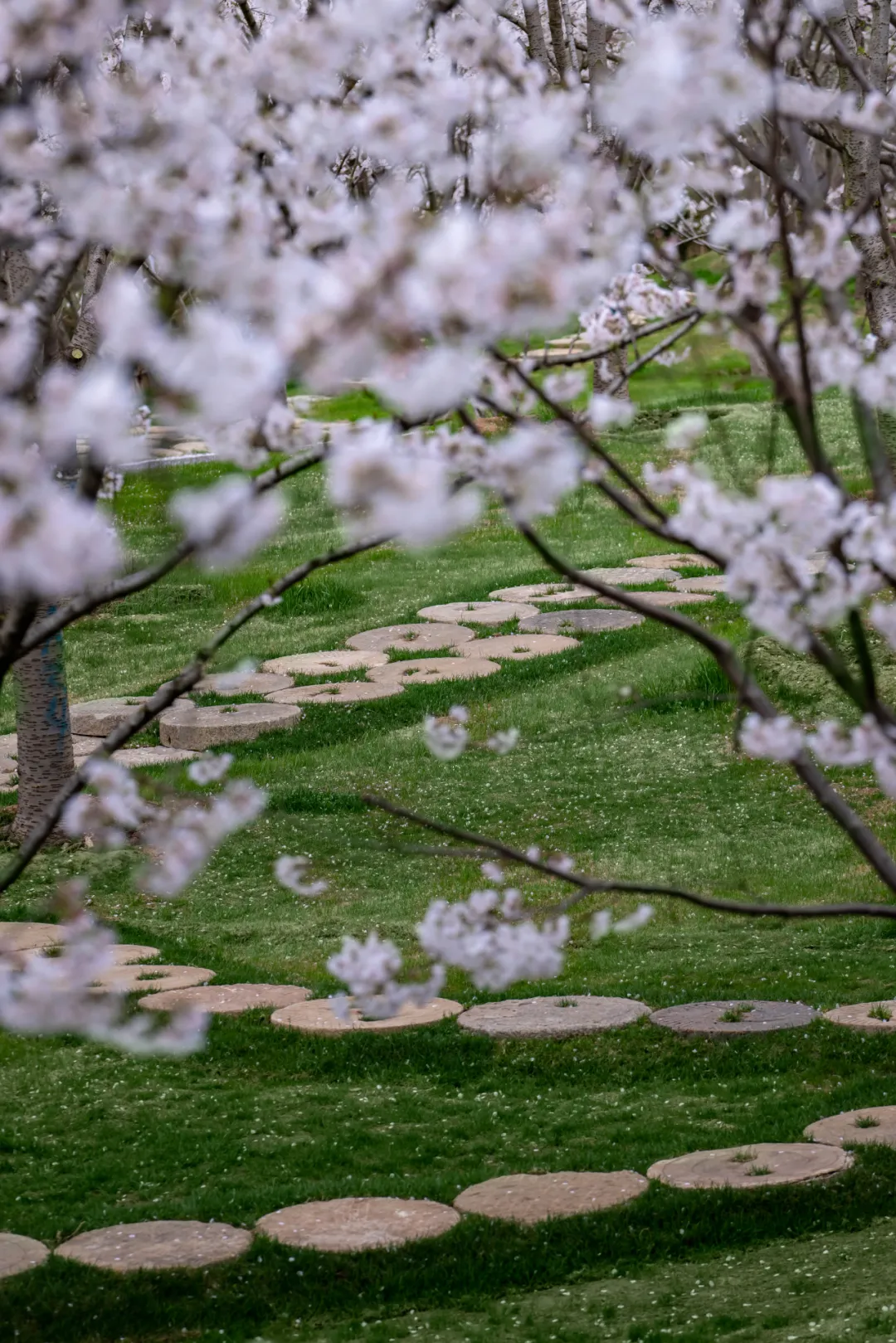 1734661967992398.jpg 1734661864309.jpg