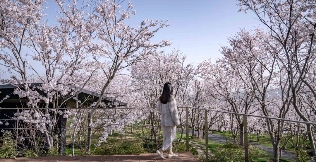 1734662055894966.jpg 1734662001212.jpg