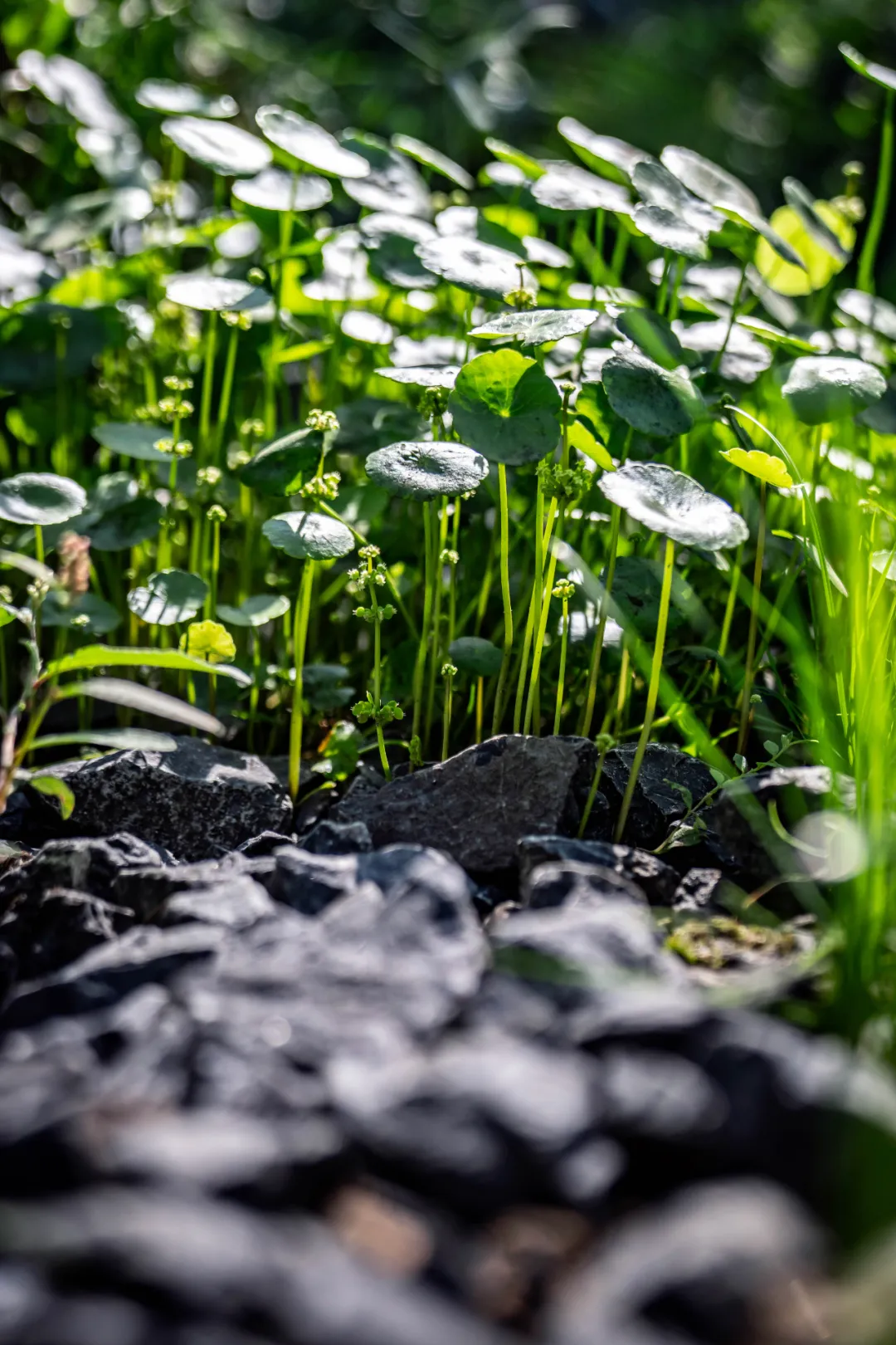 1737861347820558.jpg 1737861324521.jpg